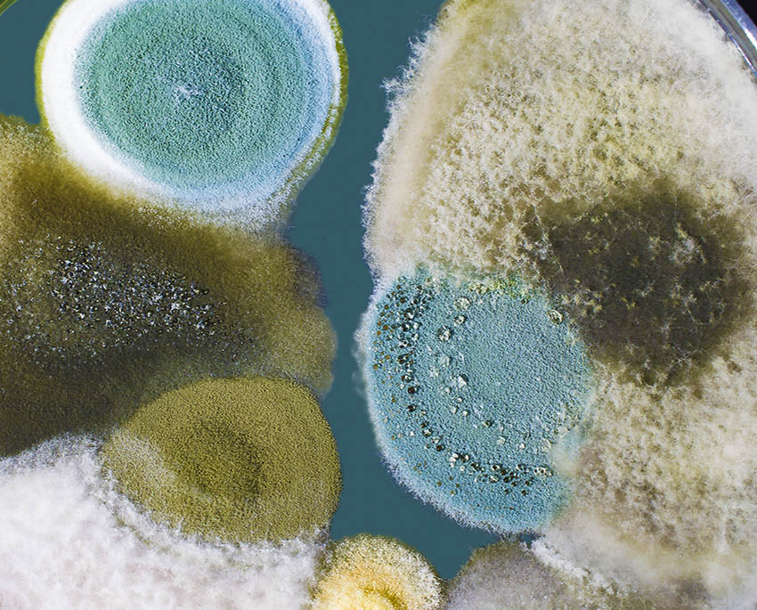 Carrying out a mould test is very straightforward. You simply follow the instructions provided in the mould test kit