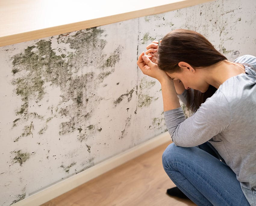 Mould feeds on organic materials such as wood, plaster, textiles and paper