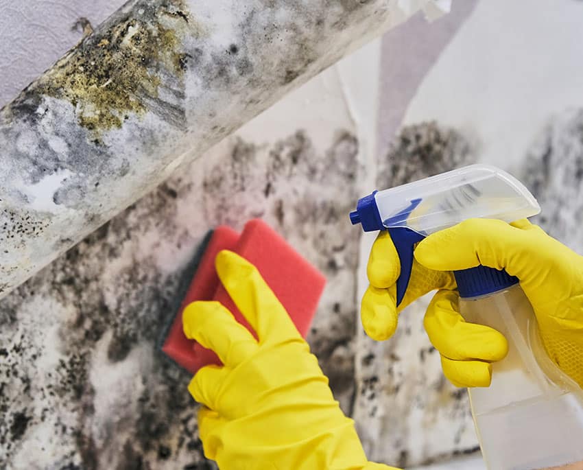 For small, visible patches of mould, you can often clean them yourself
